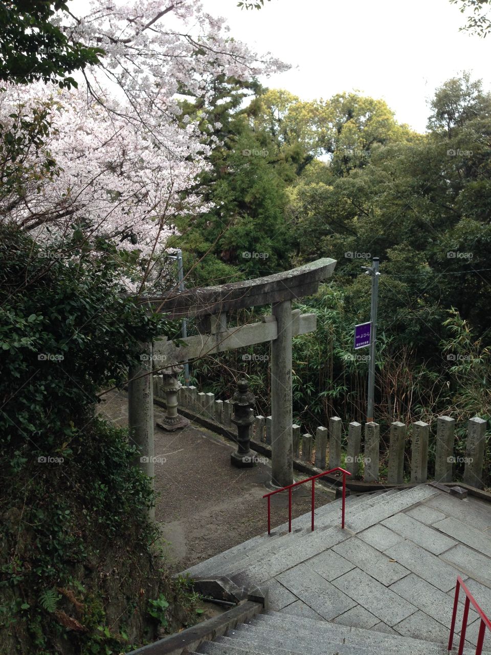 Japanese shinto shrine in Spring