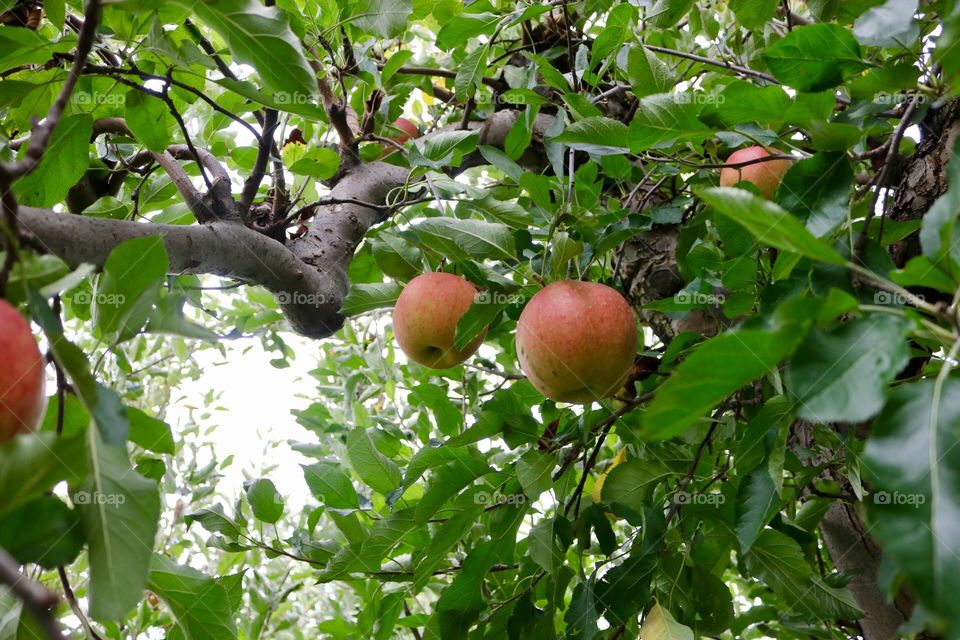 Apple Tree