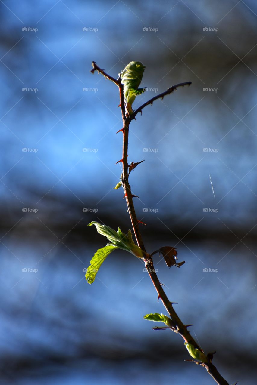 Close up view of tree branch