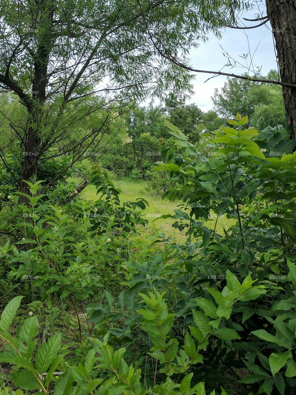 lush green landscape