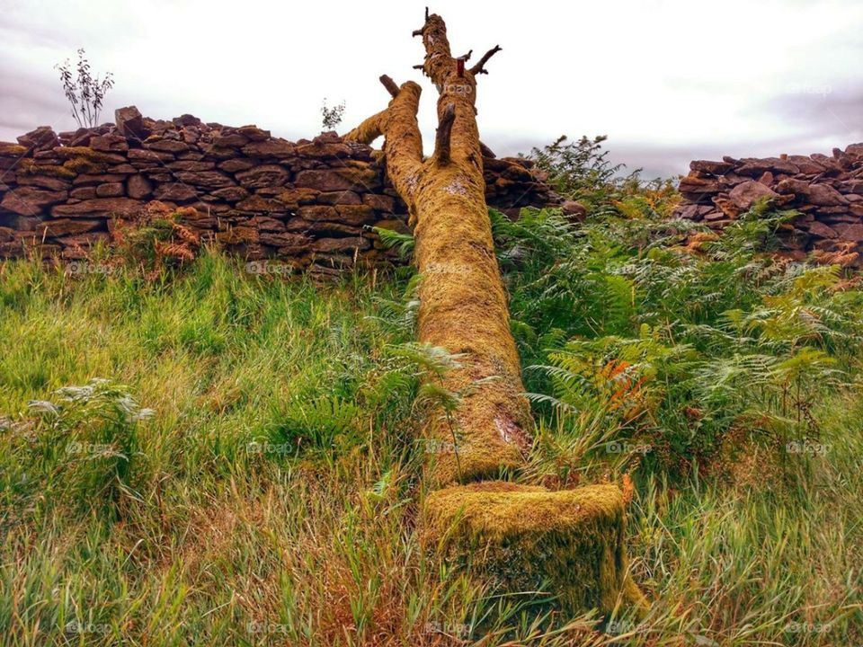 Fallen tree in forestry on Cwmbach mountain (August 2018)
