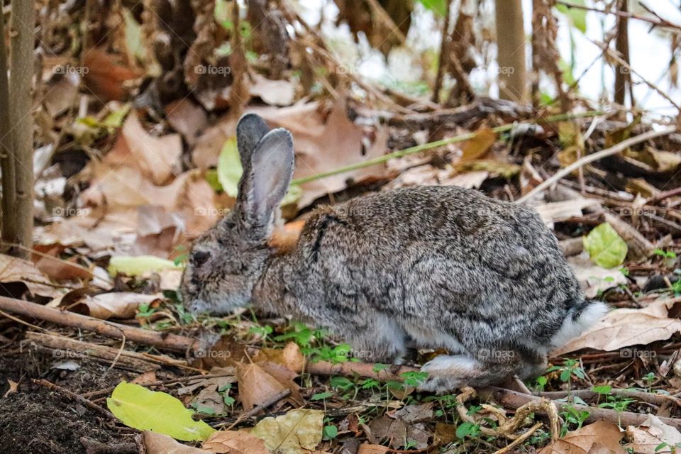 A wild rabbit in a wooded part of the city of Madrid