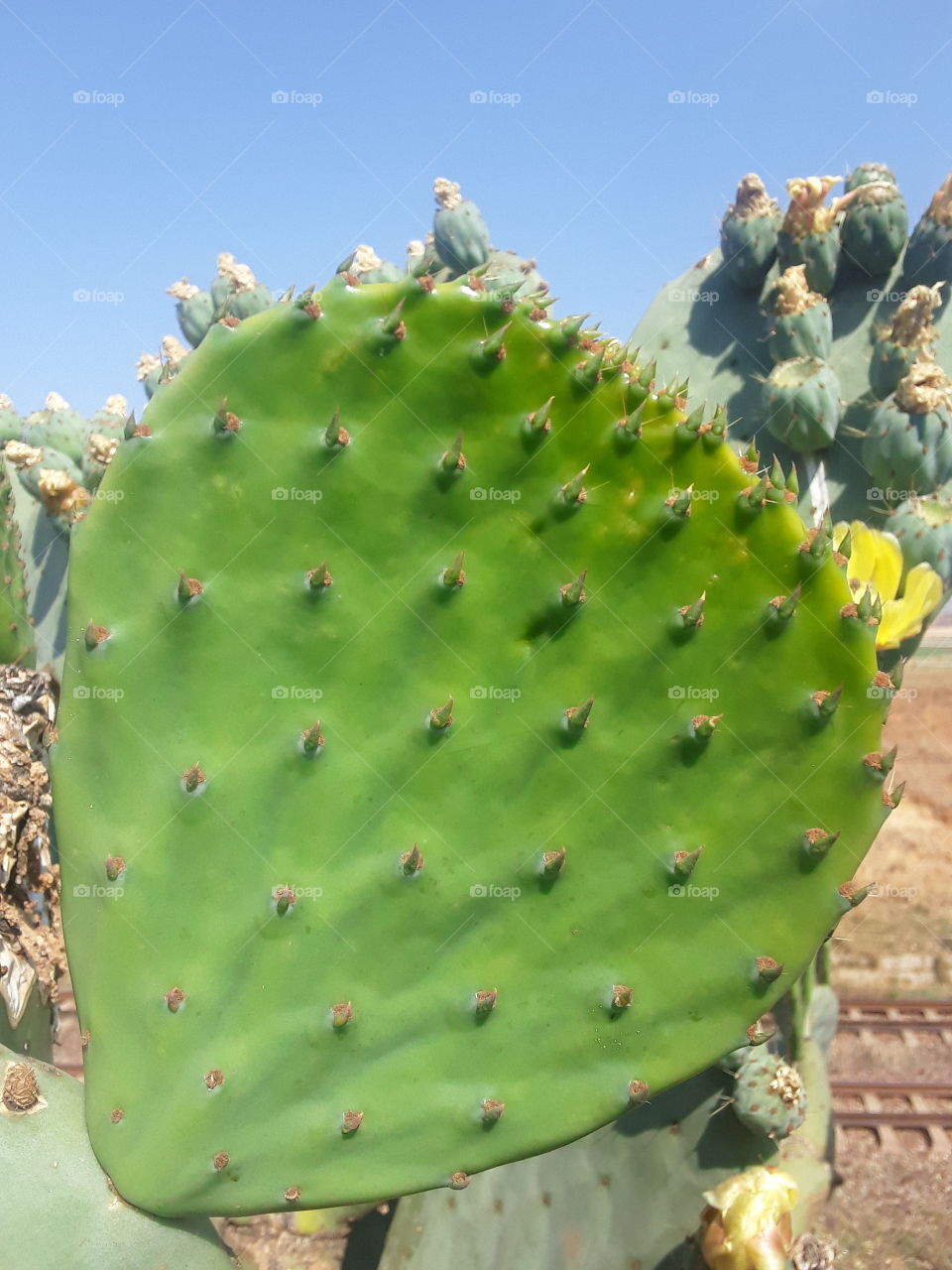 A citrus fruits tree leaflets, grow up well in the veld.