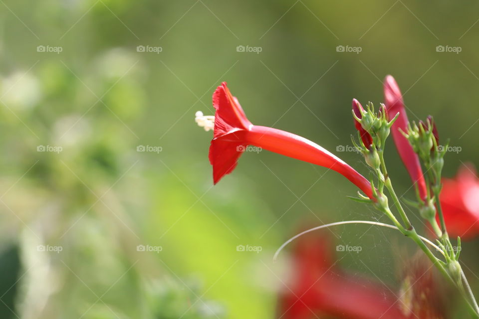 Red flowers named as Ganesh ful.