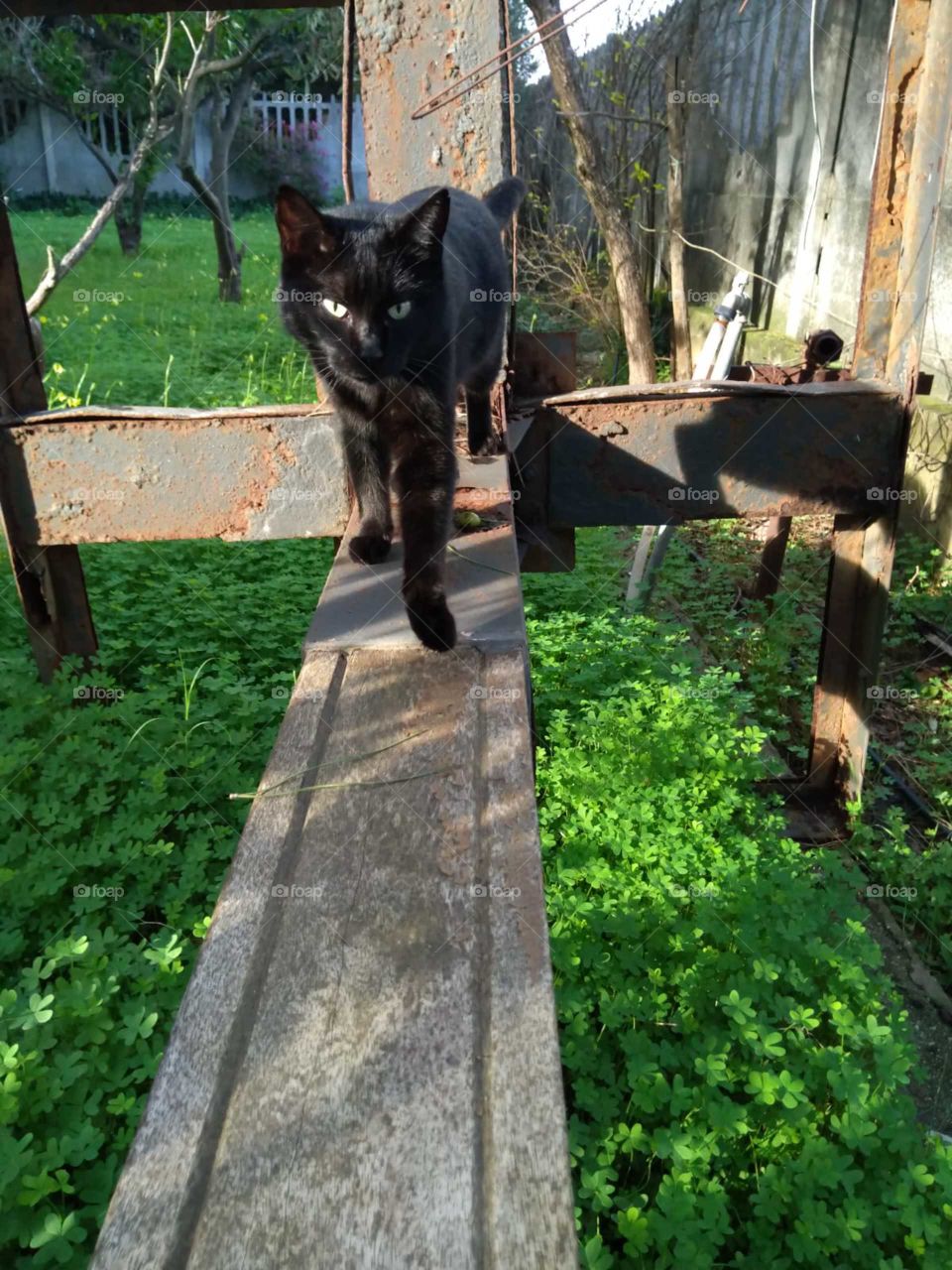 Cat,yard,garden,grass