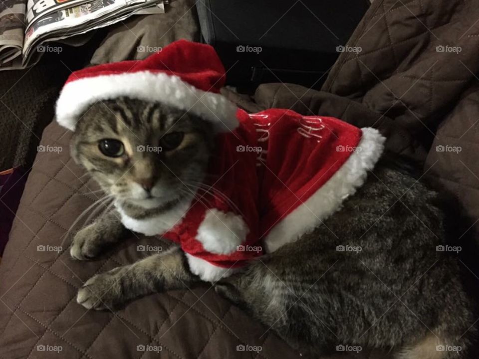 Santa Paws