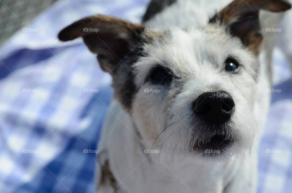 Jack Russel Terrier