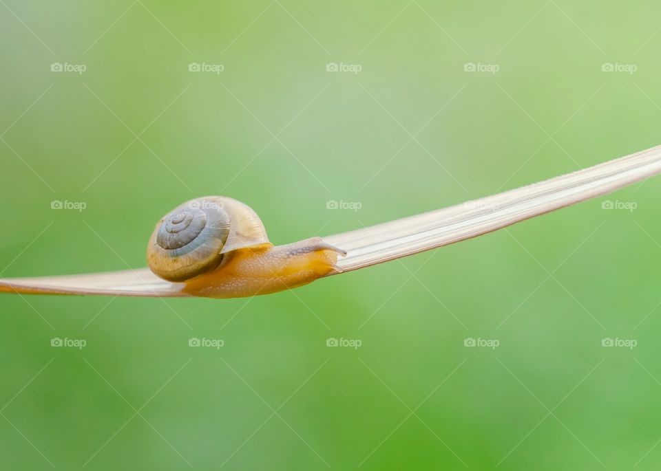 Snail