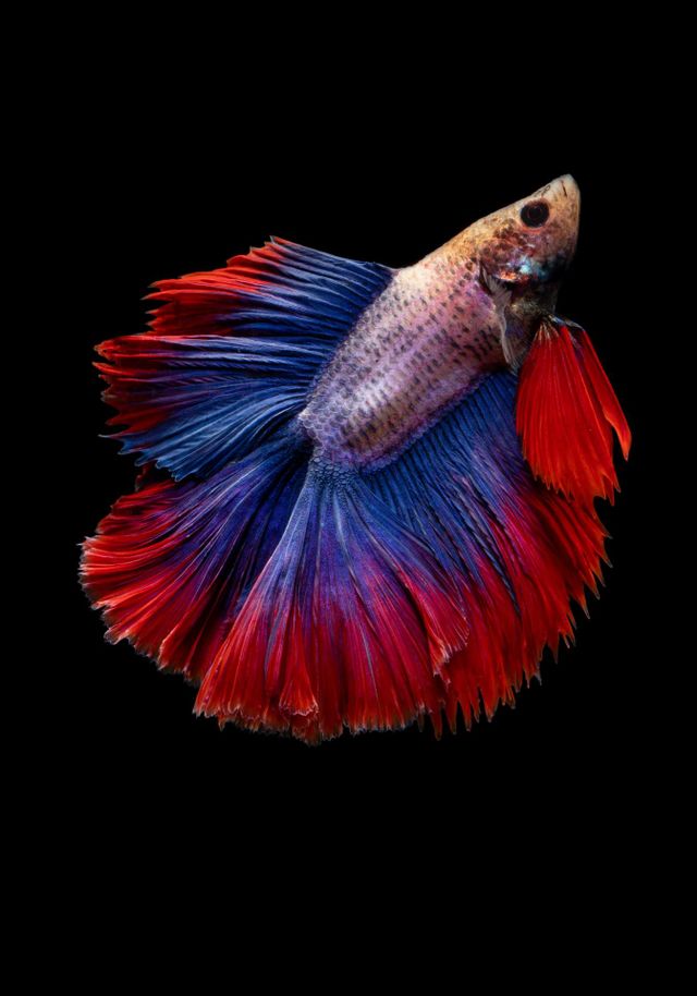 Beautiful colourful fish