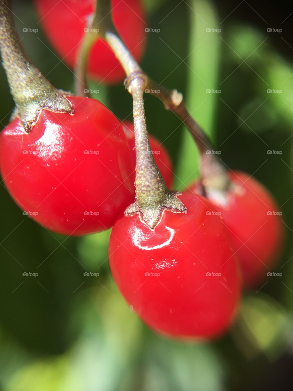 Red berries 