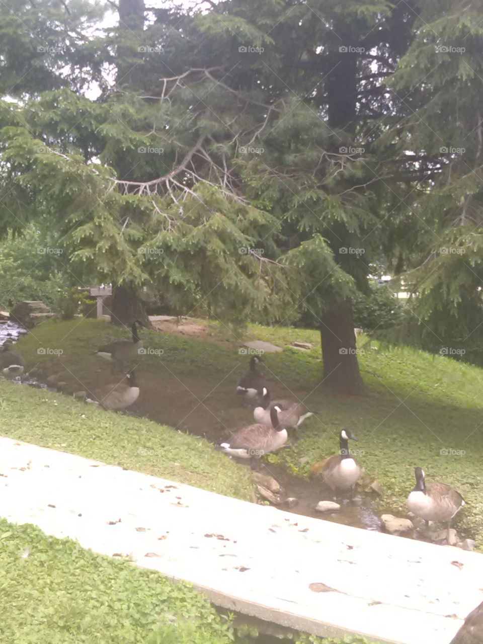 Geese in the park