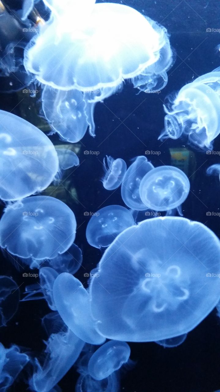 Slow  mo jellyfish