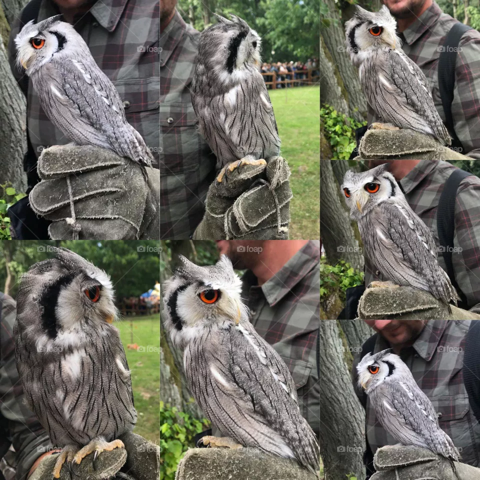 Owl