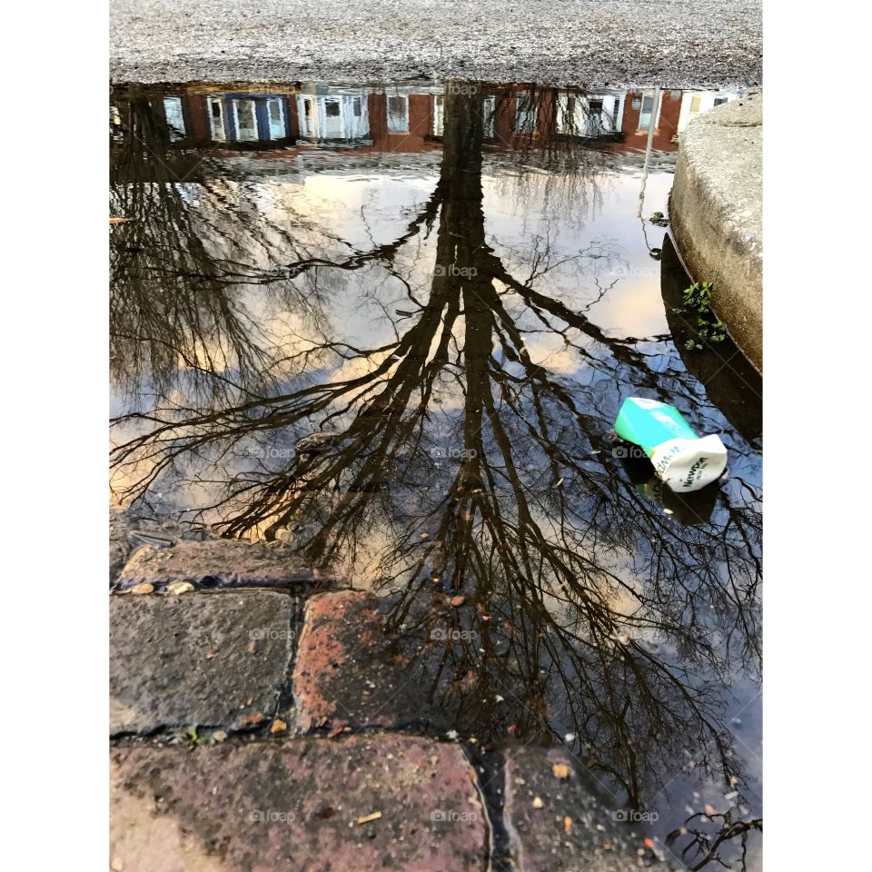 Reflection tree after storm