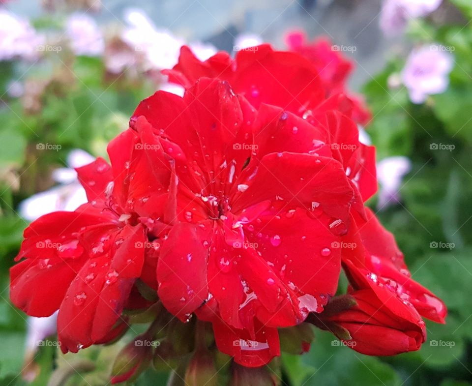 Flor tras la lluvia