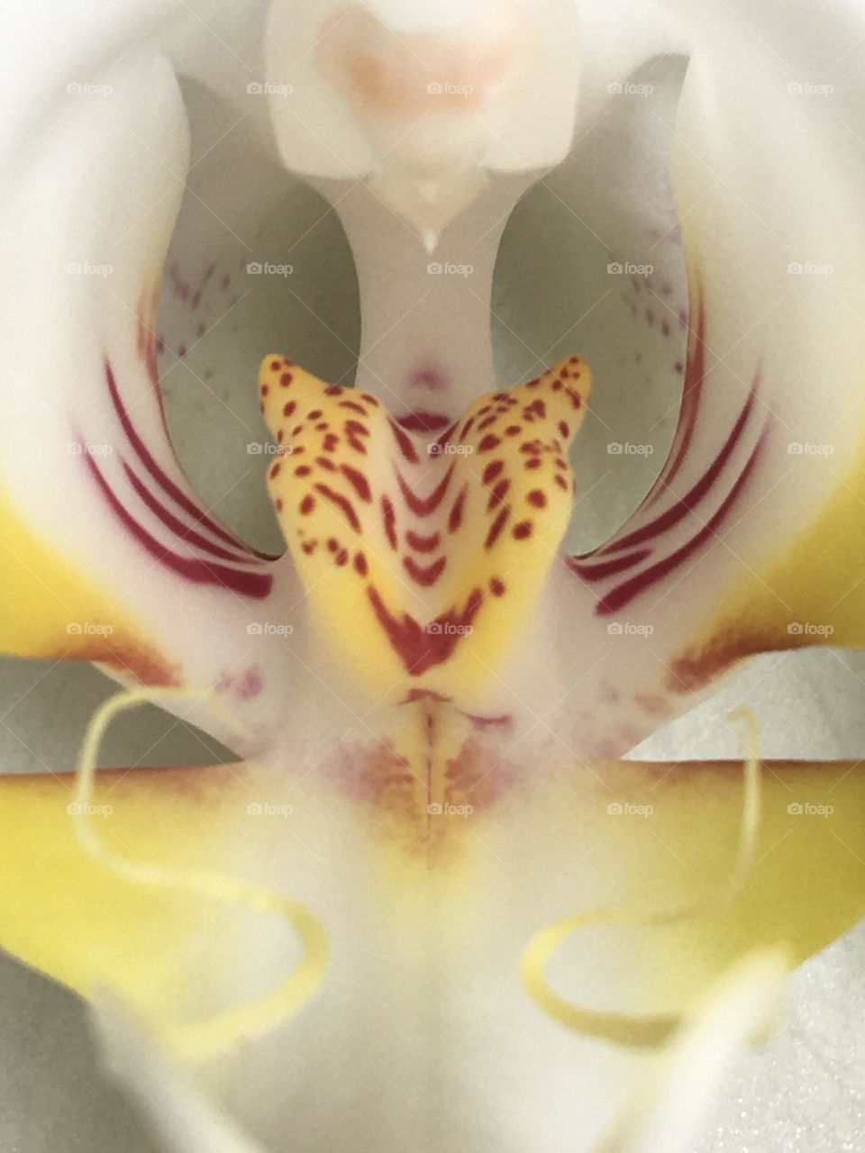 Inside orchid flower