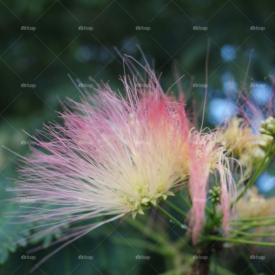 Mimosa blossom