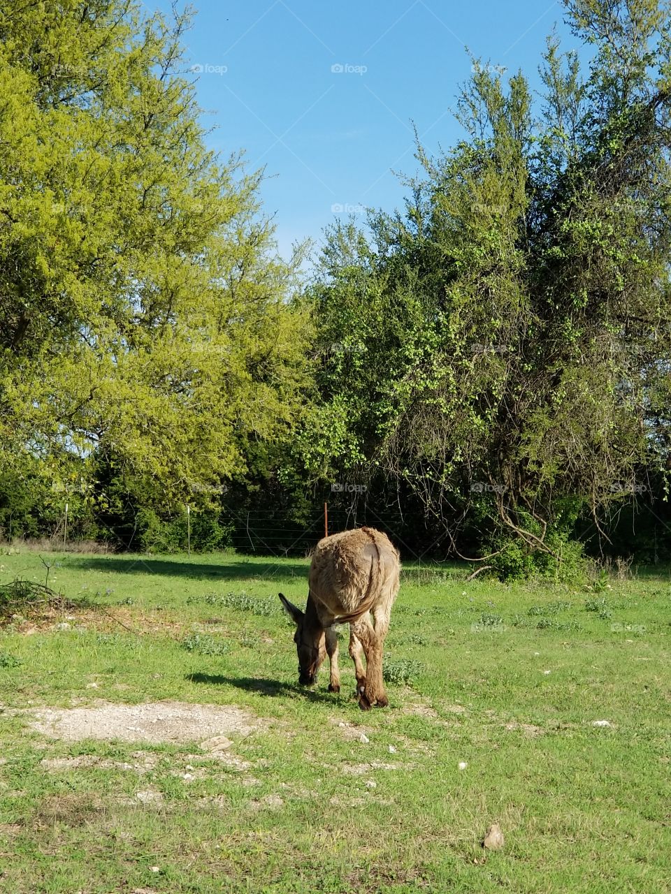 A donkey walks away from the camera at Belton Lake Outdoor Recreation Area, Texas.