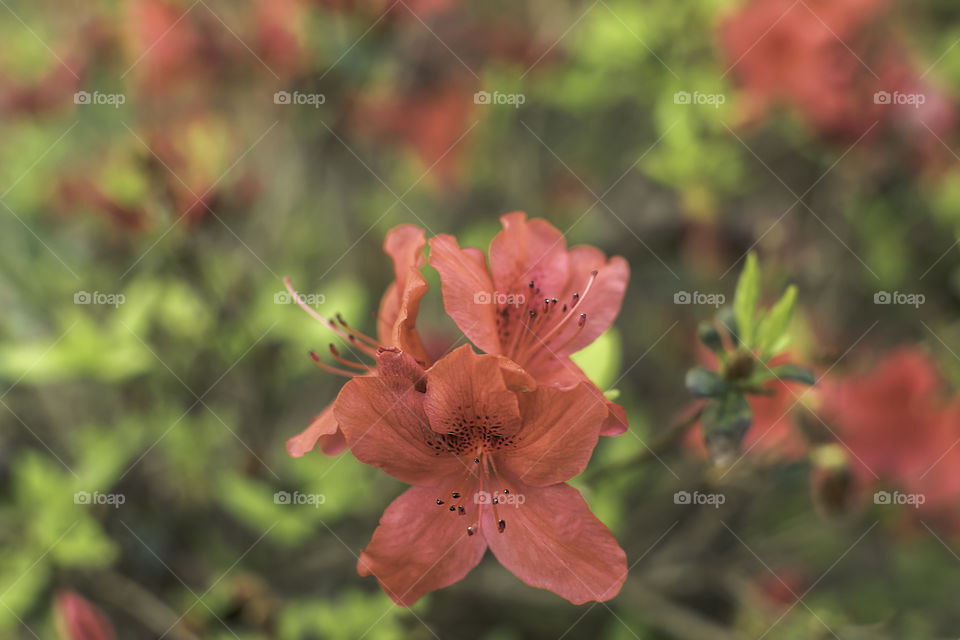 Red Azalea flower closeup