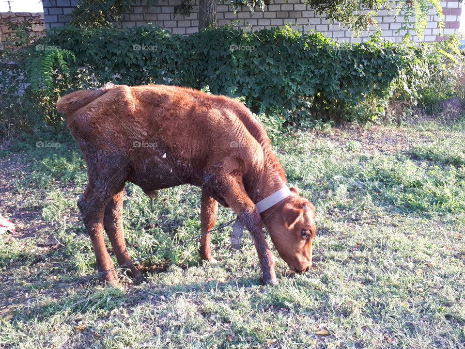 Brown calf eating grass