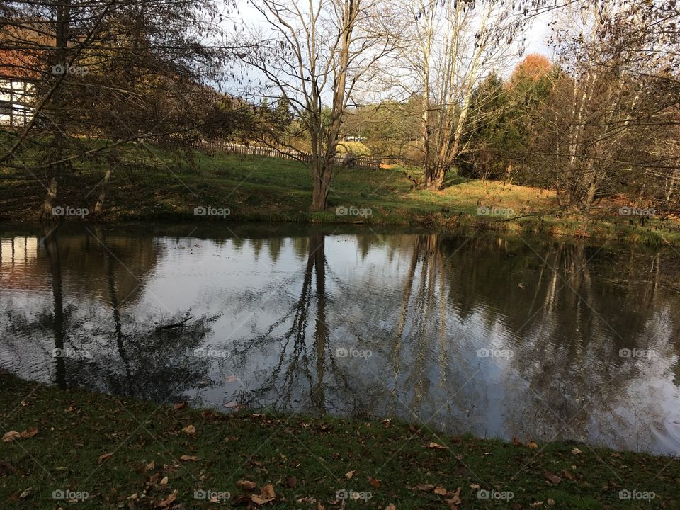 Pond, reflections.