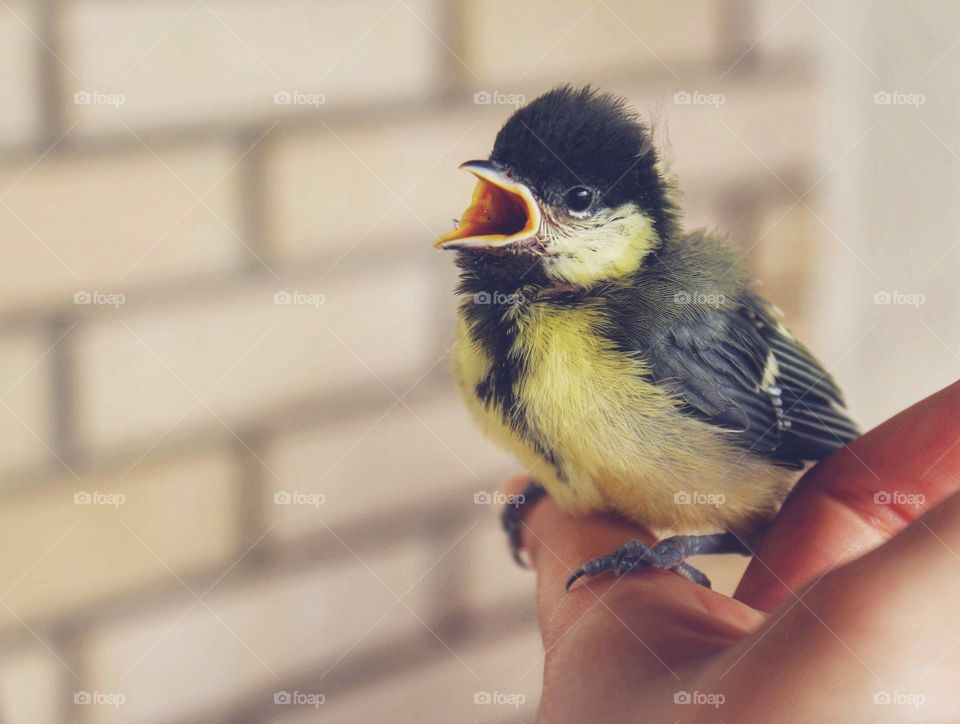 cute little bird singing