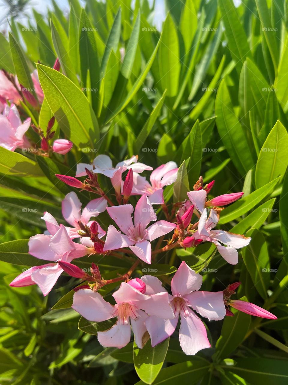 Magical flowers oleander 