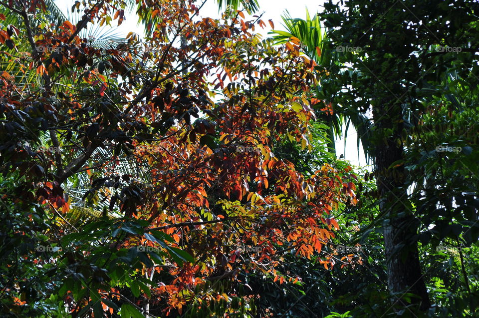 the leaves of tha mahogany tree are colored by sunlight