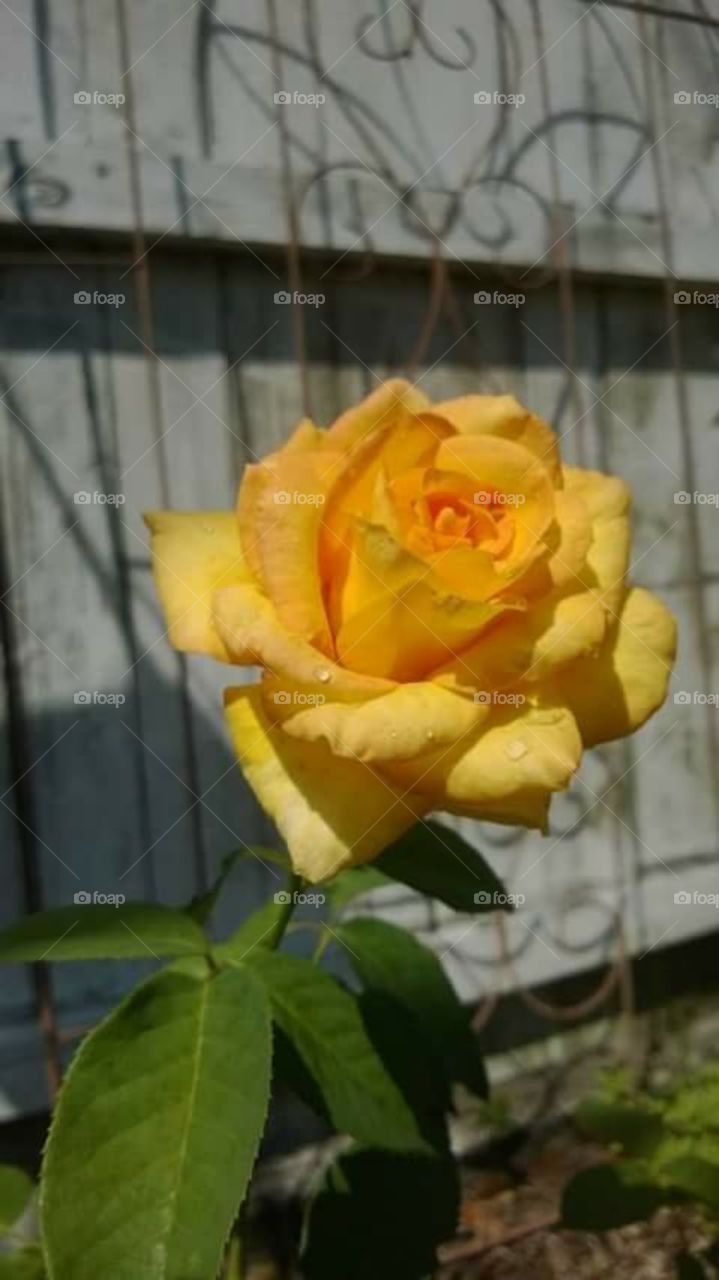 Yellow  Rose