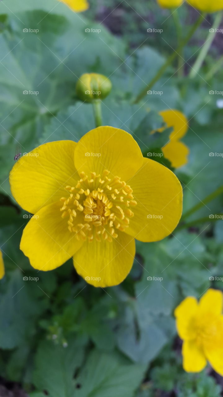 yellow flowers in the forest