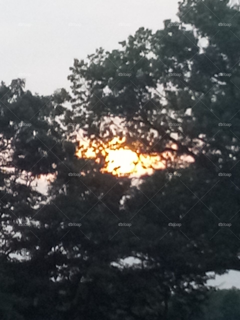 sunset between the trees