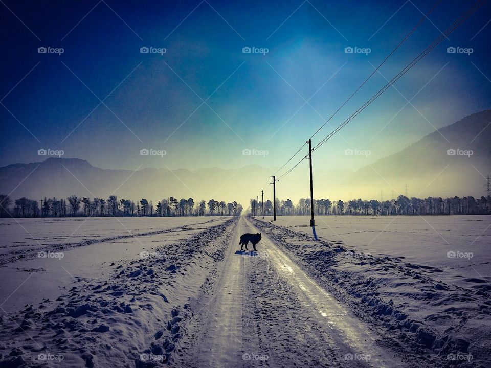 dog in winter landscape. 