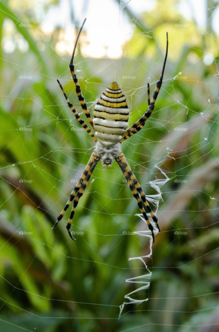 Argiope Bruennichi Spider On It's Web In A Garden