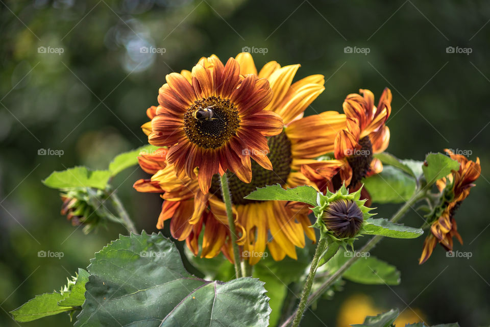 sunflowers bees and bumblebees