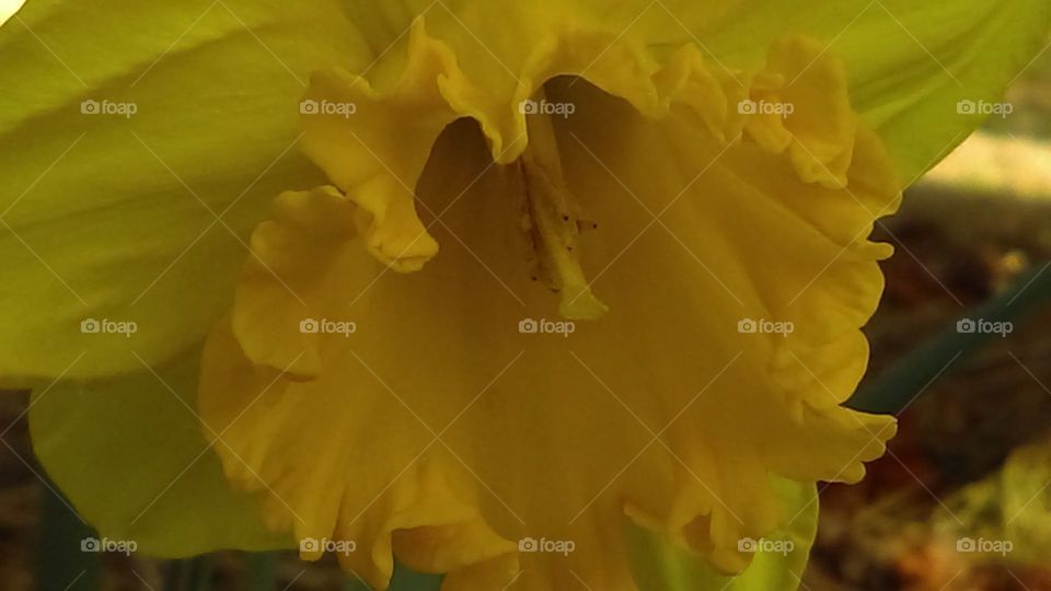 A beautiful up close of a butter yellow daffodil.