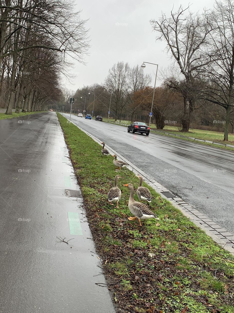 Ducks walk with us😎