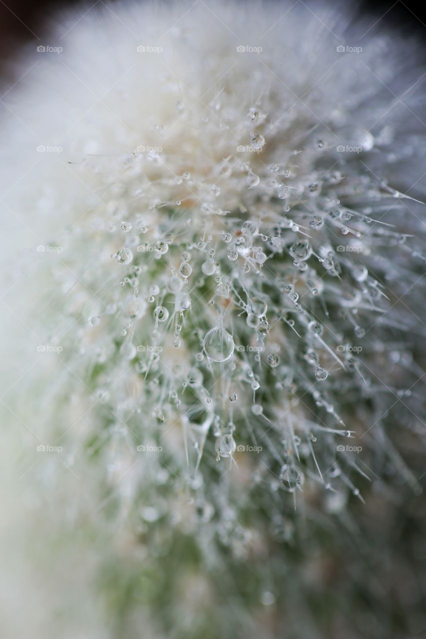 Rain drops on cactus extreme close up