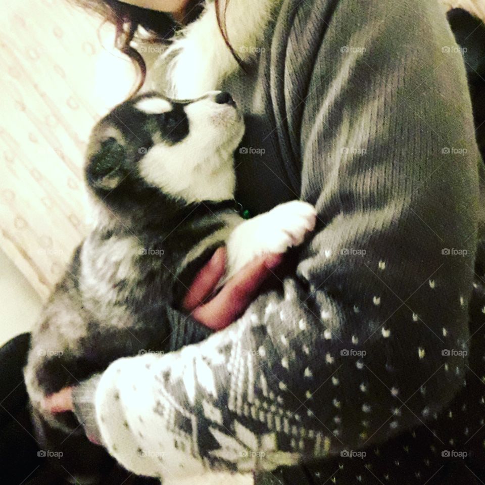 husky in her first days 😏 she is 18 days old 😄 and she is very Nice