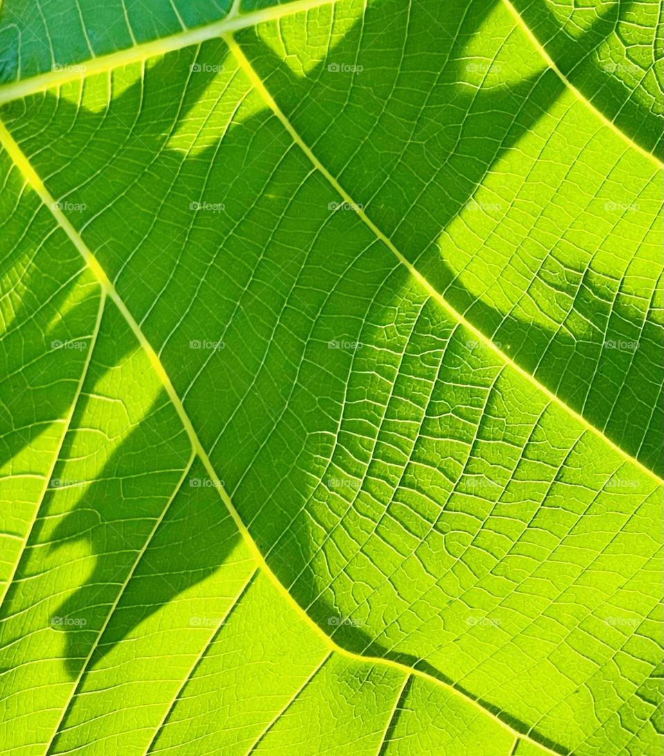 Leaf 