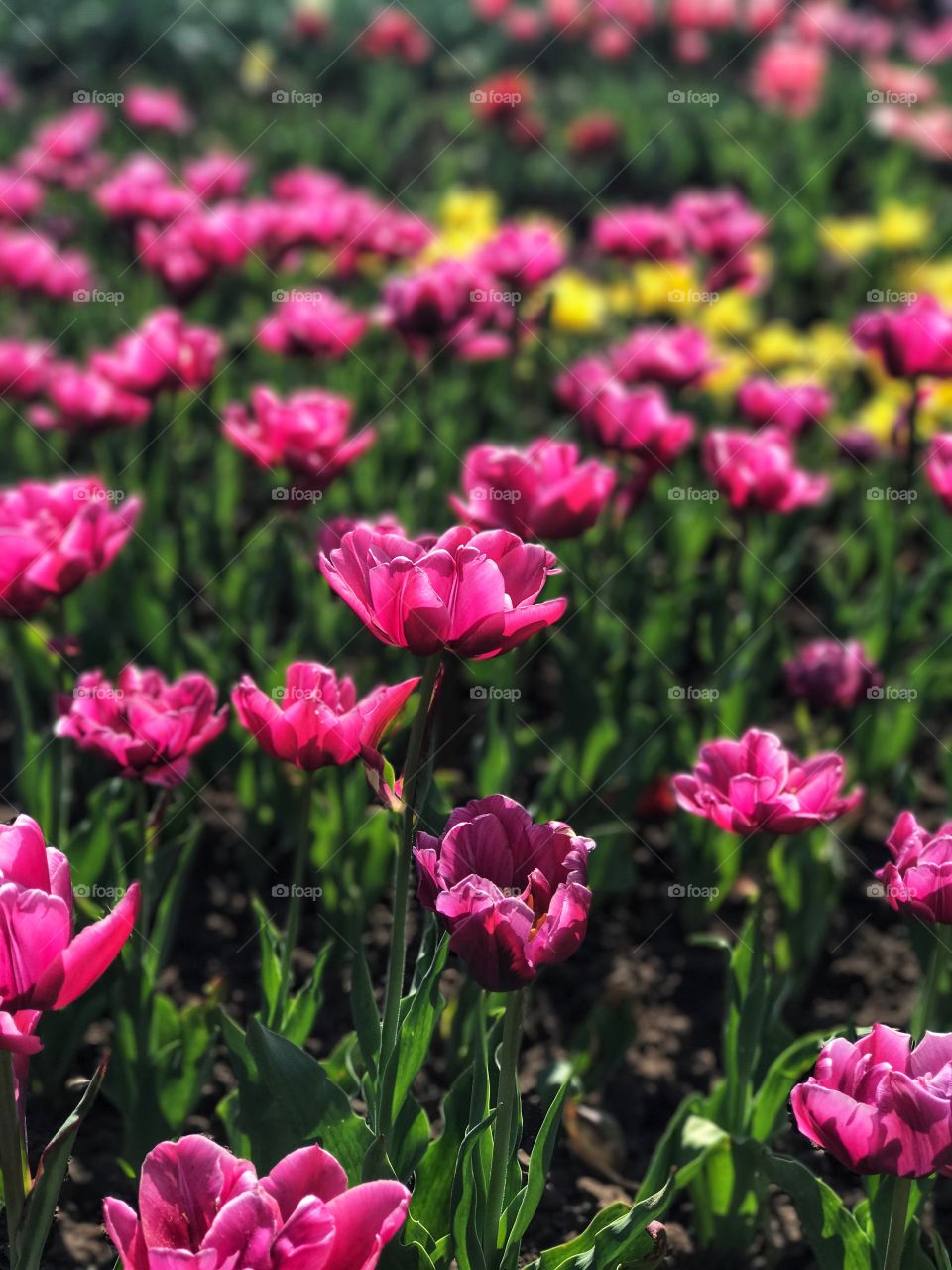 Beautiful spring tulips background