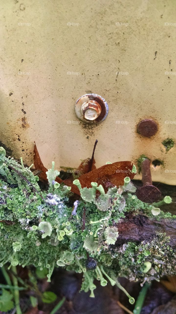 rust and lichen
