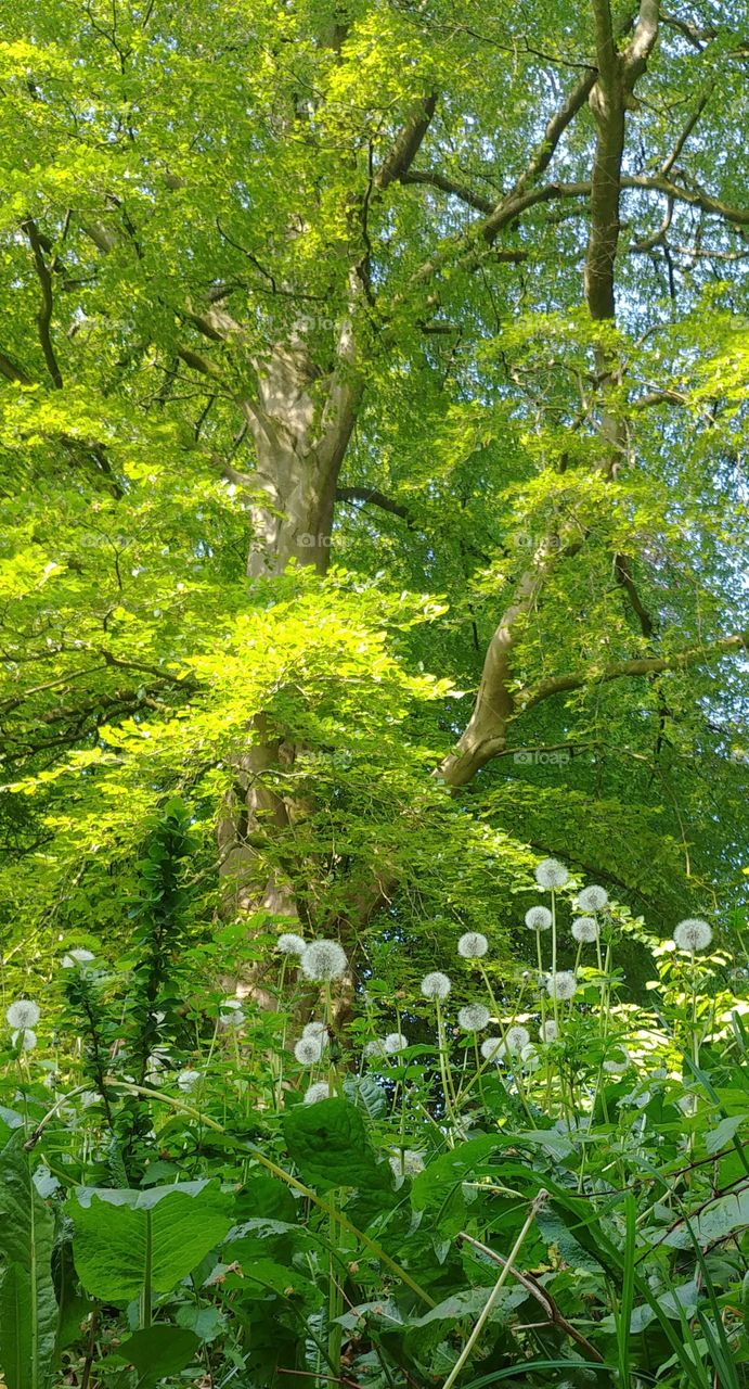 baum pusteblume Löwenzahn green grün blätter licht hell