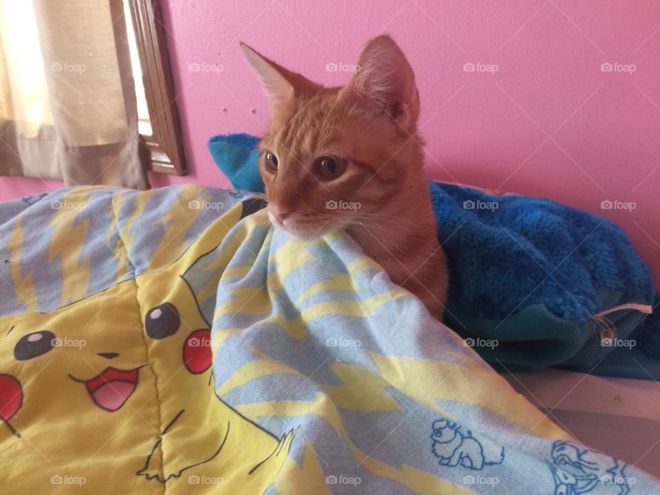 Cat just waking up with Pokemon covers on.