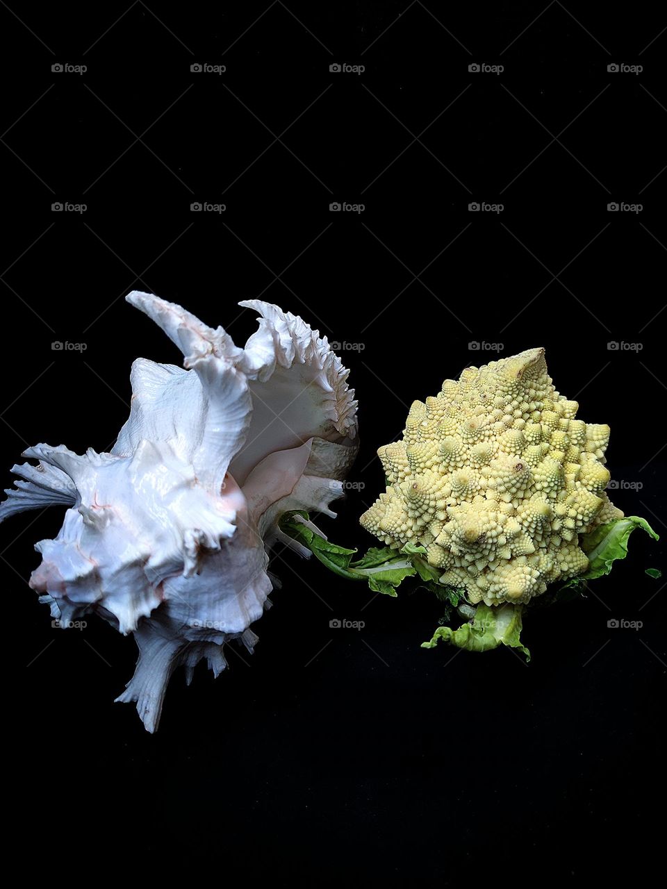 White seashell and Romanesco cabbage.  Outward resemblance.  Black background