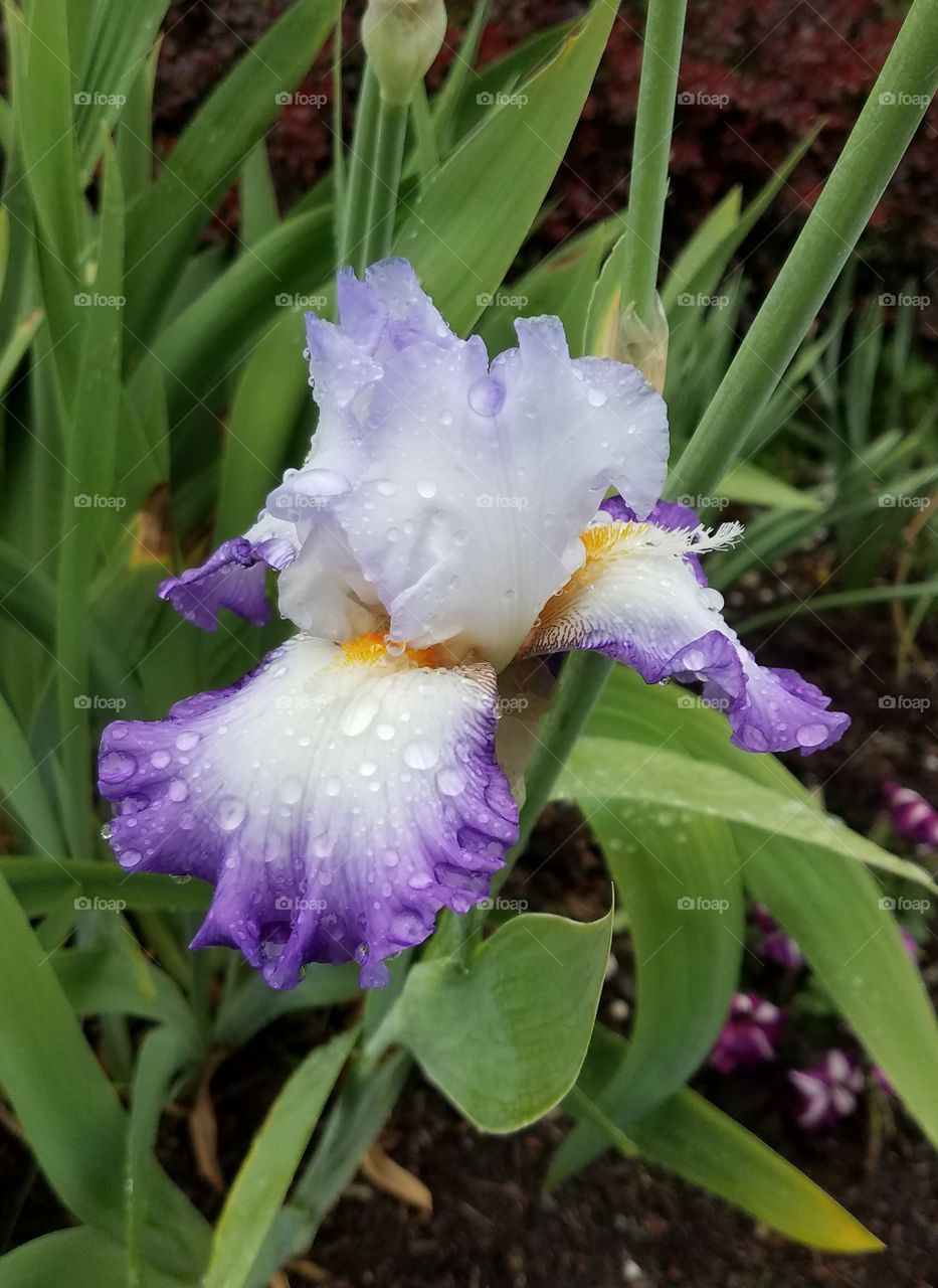 iris flowers