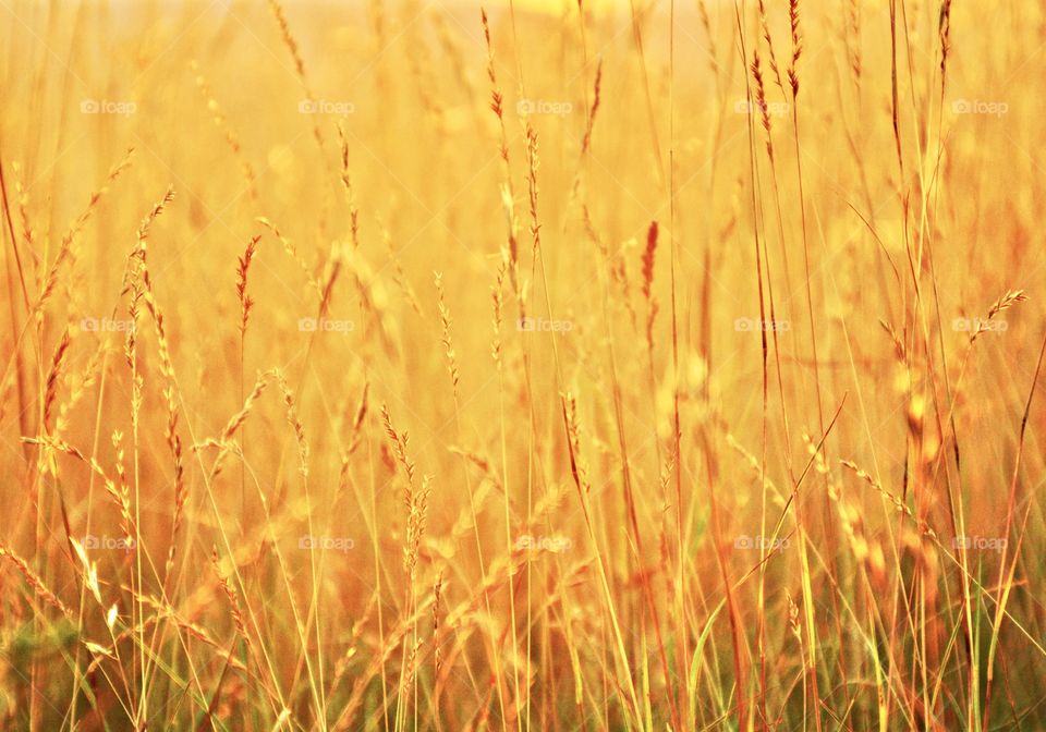 Rural vs Urban - Sunshine piercing through a golden wheat field background on a sunny day. Rural areas are open and spread out areas with small population. Farmers farm a variety of crops. 