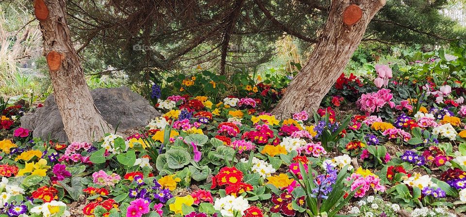Flower and color festival in spring