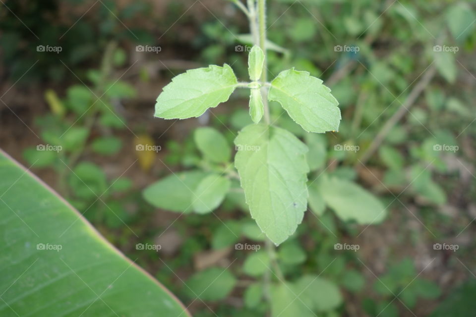 Holy Basil / Tulsi / Tulasi

Ocimum tenuiflorum, commonly known as holy basil, tulasi or tulsi, is an aromatic perennial plant in the family Lamiaceae. It is native to the Indian subcontinent and widespread as a cultivated plant throughout the Southeast Asian tropics.