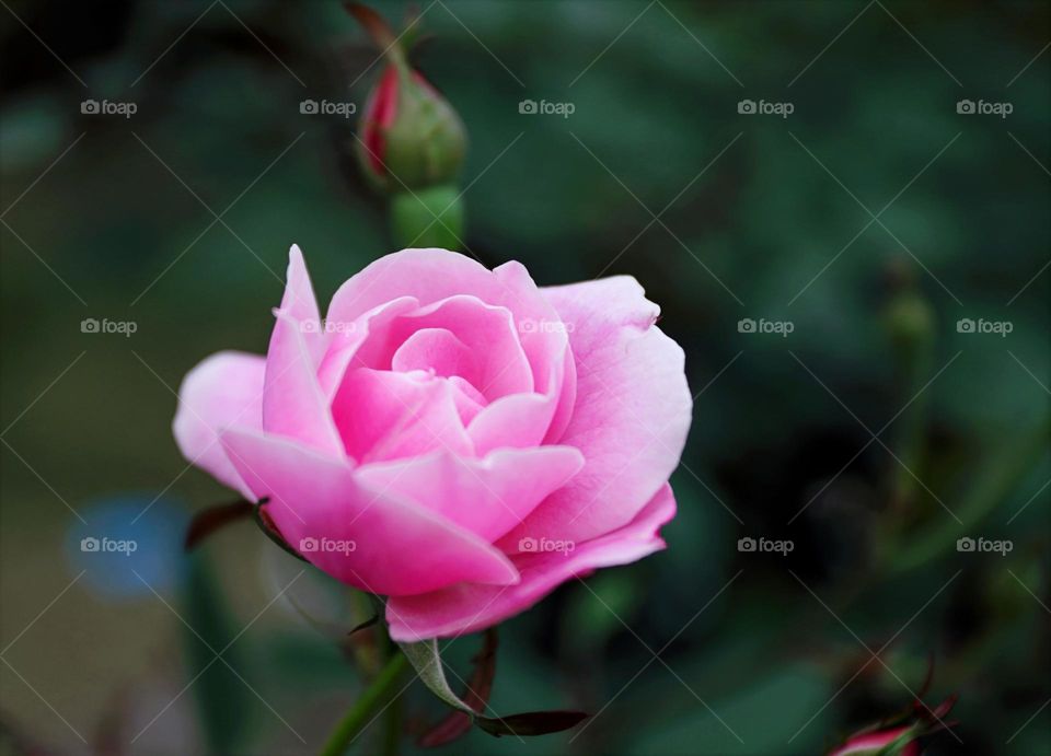 Beautiful pink colour flower