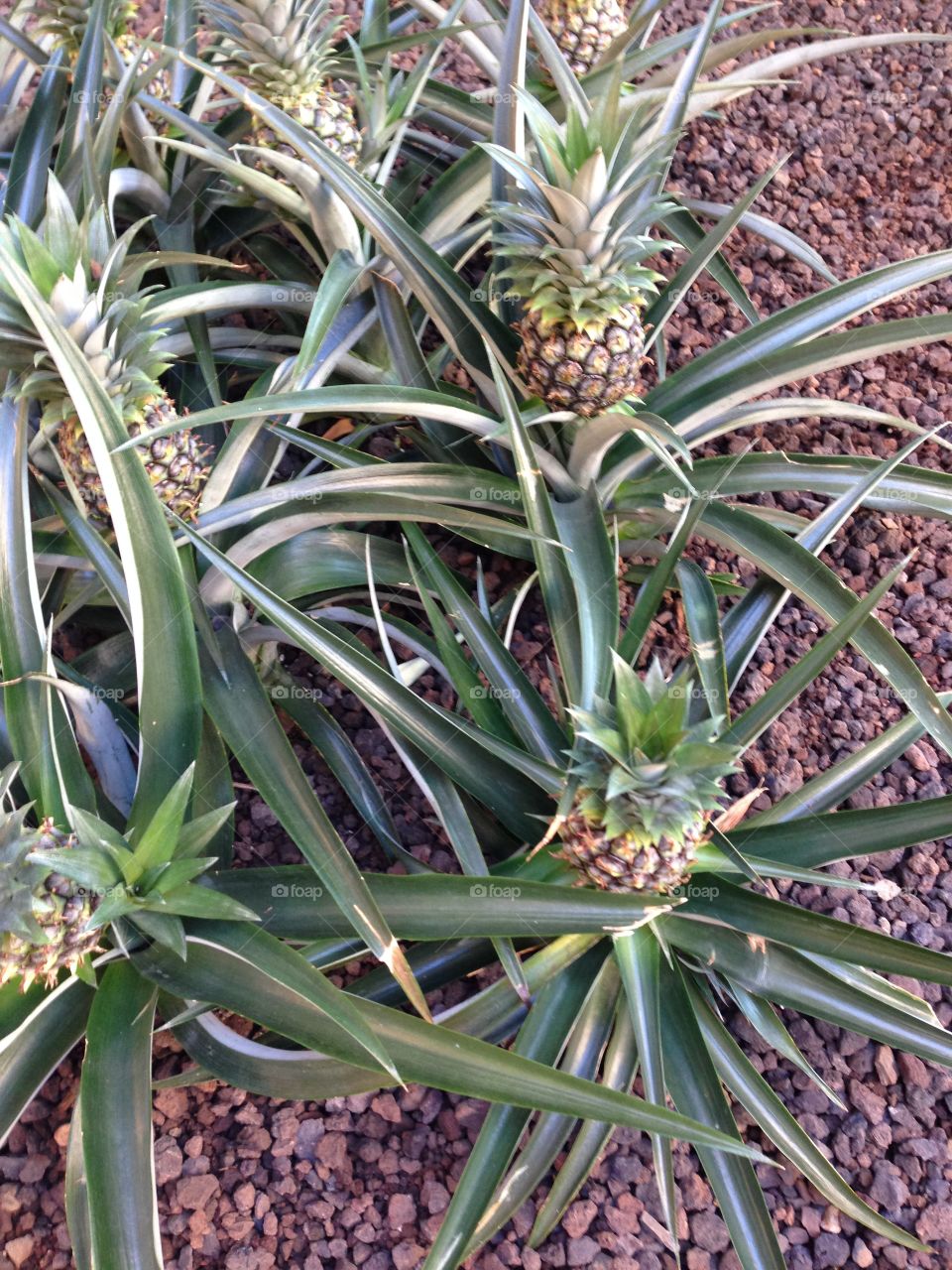 Pineapples 